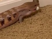 Lizard Playing With The Door Stop