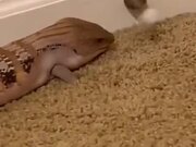 Lizard Playing With The Door Stop