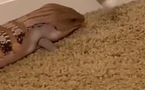 Lizard Playing With The Door Stop - Animals - VIDEOTIME.COM