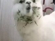 Just A Lama Having A Great Meal