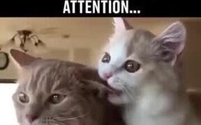 When Your Bae Wants Attention On Movie Night - Animals - VIDEOTIME.COM