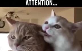 When Your Bae Wants Attention On Movie Night - Animals - VIDEOTIME.COM