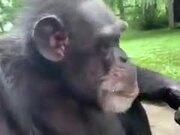 An Ape Calmly Enjoying A Cherry Popsicle