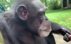 An Ape Calmly Enjoying A Cherry Popsicle - Animals - VIDEOTIME.COM