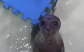 The Cutest Looking Baby Seal - Animals - VIDEOTIME.COM
