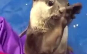 Otter Showing Human How To Pet It - Animals - VIDEOTIME.COM