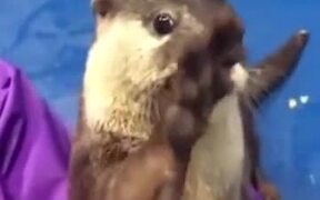Otter Showing Human How To Pet It - Animals - VIDEOTIME.COM