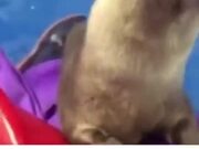Otter Showing Human How To Pet It