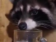 Raccoon Drinking Out Of A Mug