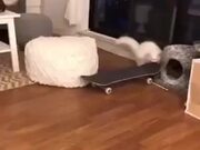 A Cat Skateboarding In The House