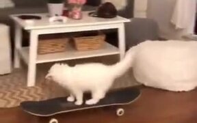 A Cat Skateboarding In The House - Animals - VIDEOTIME.COM