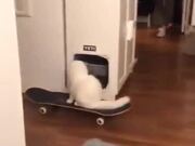 A Cat Skateboarding In The House