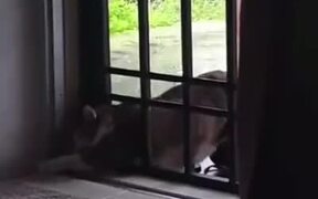 Hilarious Struggle Of A Fat Cat - Animals - VIDEOTIME.COM
