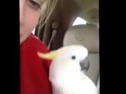 A Dangerous Peekaboo Game By A White Cockatoo