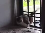 Hilarious Struggle Of A Fat Cat