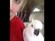 A Dangerous Peekaboo Game By A White Cockatoo