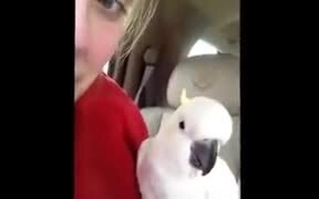 A Dangerous Peekaboo Game By A White Cockatoo - Animals - VIDEOTIME.COM