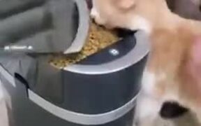 When A Cat Is Too Impatient For Food - Animals - VIDEOTIME.COM