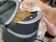 When A Cat Is Too Impatient For Food
