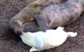 Baby Seal Enjoying Mother's Love - Animals - VIDEOTIME.COM