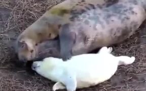 Baby Seal Enjoying Mother's Love - Animals - VIDEOTIME.COM