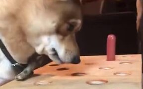Dog Losing Its Cool In A Game - Animals - VIDEOTIME.COM