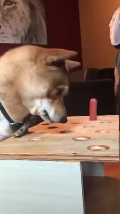 Dog Losing Its Cool In A Game