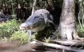 A Real-Life Water Monster - Animals - VIDEOTIME.COM
