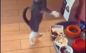 Cat Malfunctioning From Different Food
