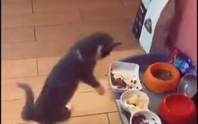 Cat Malfunctioning From Different Food
