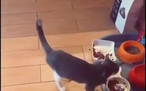 Cat Malfunctioning From Different Food - Animals - VIDEOTIME.COM