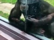 Monkey With A Straw Wants To Drink Juice