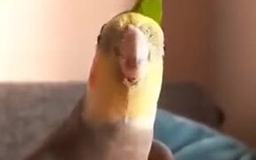 A Stylish Looking Cockatiel Singing - Animals - VIDEOTIME.COM