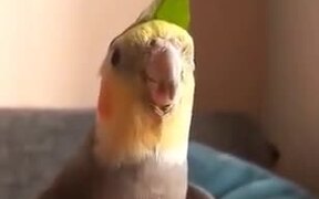 A Stylish Looking Cockatiel Singing - Animals - VIDEOTIME.COM