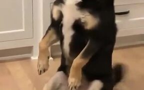 Dog With A Special Sitting Position - Animals - VIDEOTIME.COM