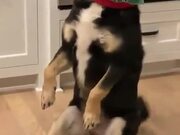 Dog With A Special Sitting Position