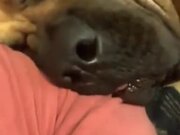 Dog Snoring Funnily On A Human's Shoulder