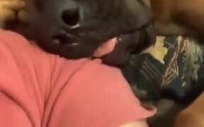 Dog Snoring Funnily On A Human's Shoulder - Animals - VIDEOTIME.COM