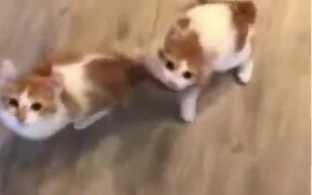Pranking Two Cute Kittens - Animals - VIDEOTIME.COM
