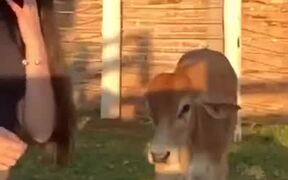 Cow Coping A Tiktoker Girl - Fun - VIDEOTIME.COM