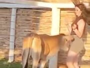 Cow Coping A Tiktoker Girl