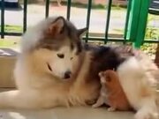 A Shiba With A Husky
