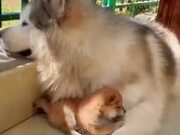 A Shiba With A Husky