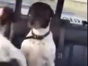 A Dog Circling Another Dog In The Backseat