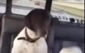 A Dog Circling Another Dog In The Backseat - Animals - VIDEOTIME.COM