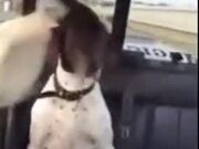 A Dog Circling Another Dog In The Backseat