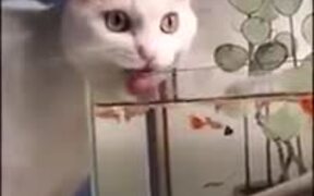 Cat Drinking Fish-Water - Animals - VIDEOTIME.COM
