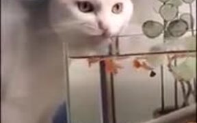 Cat Drinking Fish-Water - Animals - VIDEOTIME.COM