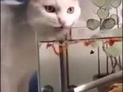 Cat Drinking Fish-Water