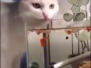 Cat Drinking Fish-Water